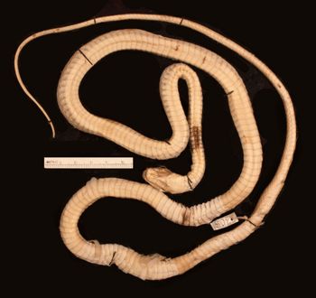 Media type: image;   Herpetology R-902